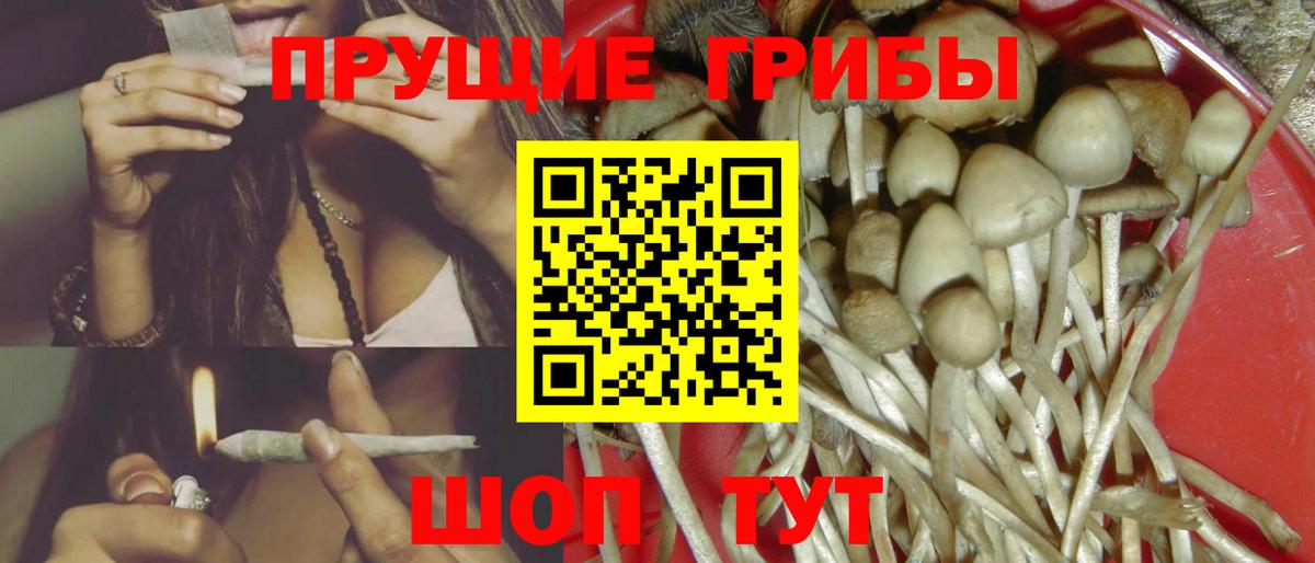 хочу наркоту  Вход с VPN  Лыткарино  Галлюциногенные грибы Psilocybine cubensis 